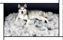 毛質(zhì)差、過度脫毛？華興重磅推出犬美毛處方糧