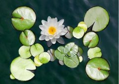 夏至丨夏花燦爛，愛(ài)至美好